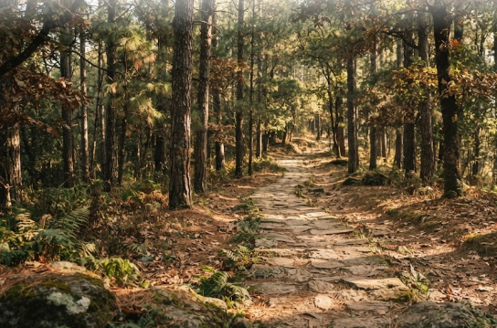 Forest 2